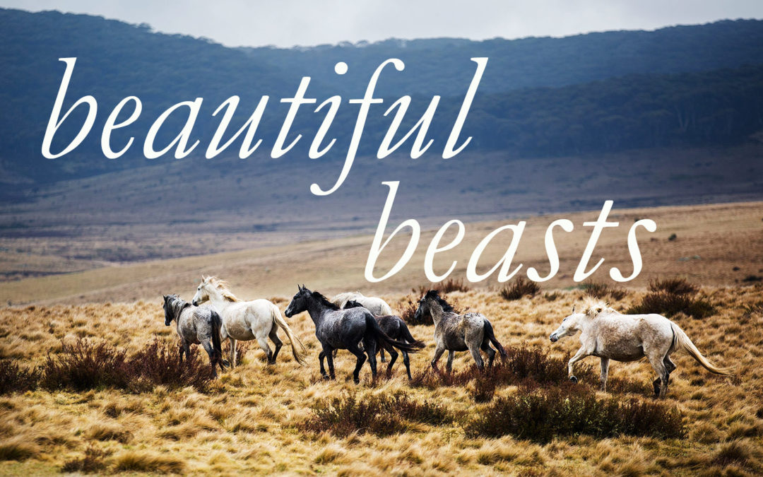 beautiful beasts, a new series of limited edition photographic prints